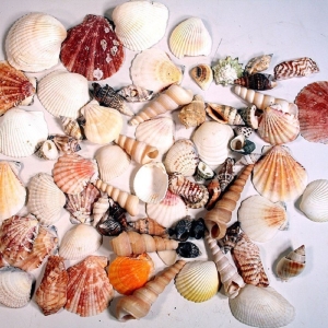 Natural Mixed Shells in Bulseta Bag Bowl Vase Fillers