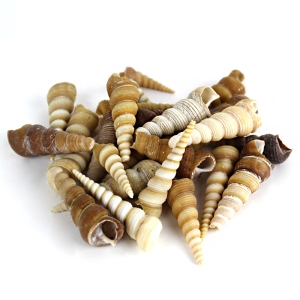 1.5"-3" Brown Cream Tan Terebra Turritella Cone Shell Bowl Vase Fillers
