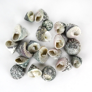 1.5"-3" Grey Striped Trochus Stellatus Bowl Vase Fillers