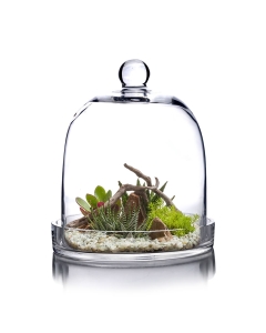 Glass Dome Cloche Plant Terrarium Bell with Glass Tray 11" x 7.5" Clear