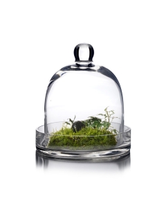 Glass Dome Cloche Plant Terrarium Bell with Glass Tray 8" x 5.5" Clear (Wholesale Pack of 4)