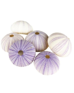 purple sea urchin shells