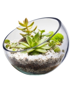 Glass Slanted Cut Asymmetrical Glass Bowl Vase Plant Terrarium Pod  H-9" x D-8.5 Clear (Wholesale Pack of 4)
