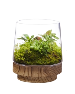 glass terrarium vase