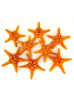 5"-6" Sunset Orange Knobby Horned Sea Star Vase Fillers