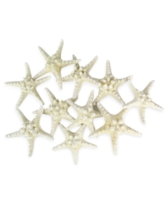 5"-6" White Knobby Horned Sea Star Vase Fillers