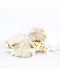 4"-4.5" White Lambis Spider Conch Bowl Vase Fillers