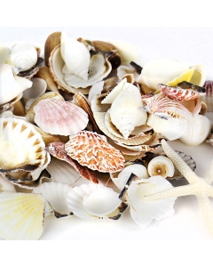 Assorted Natural Beach Sea Shells