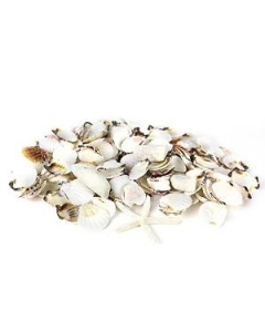 Assorted Natural Beach Sea Shells