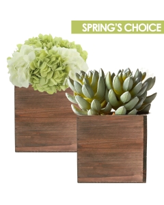 square cube planters for spring